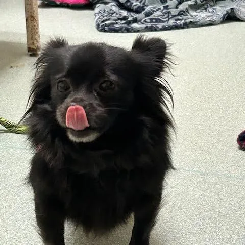 An adult small-sized female Black Chihuahua dog named Ellie for adoption in Springfield, MA