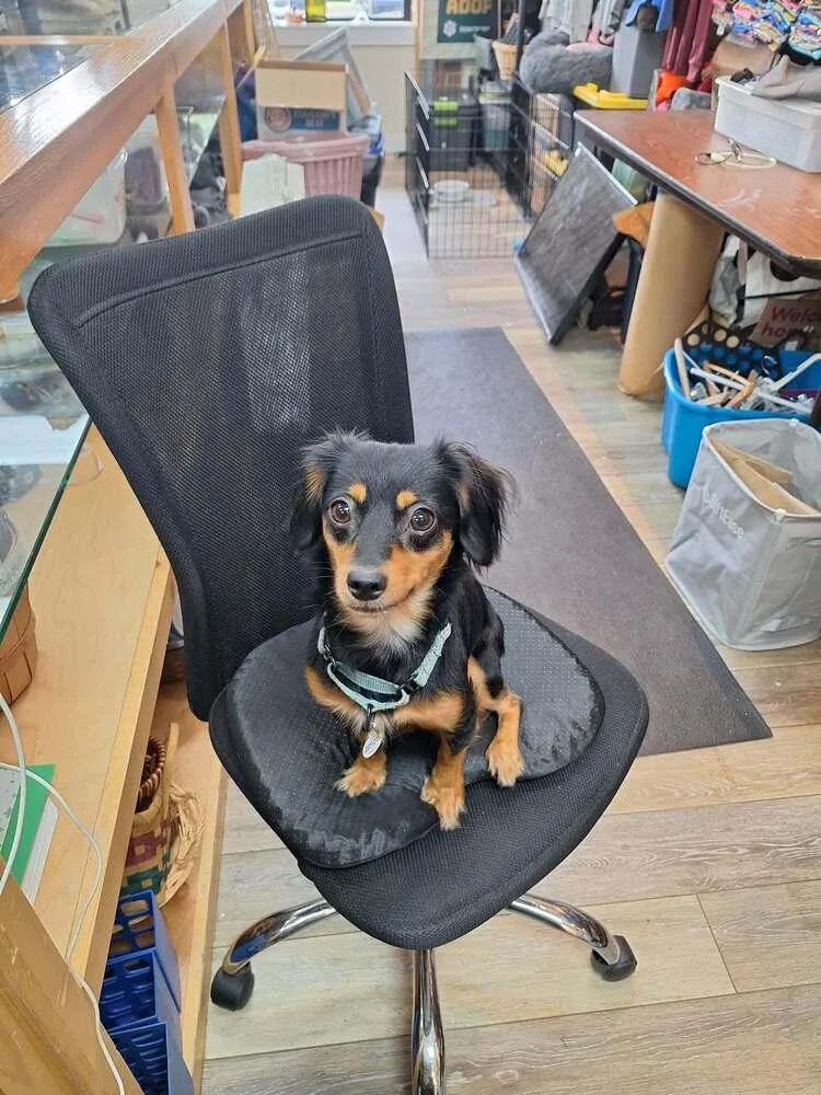 A young medium-sized female Terrier dog named Winnie for adoption in Candler, NC