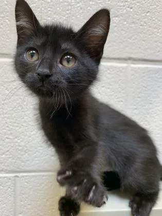 An adult medium-sized female Black Domestic Short Hair cat named Rubble for adoption in Wichita, KS