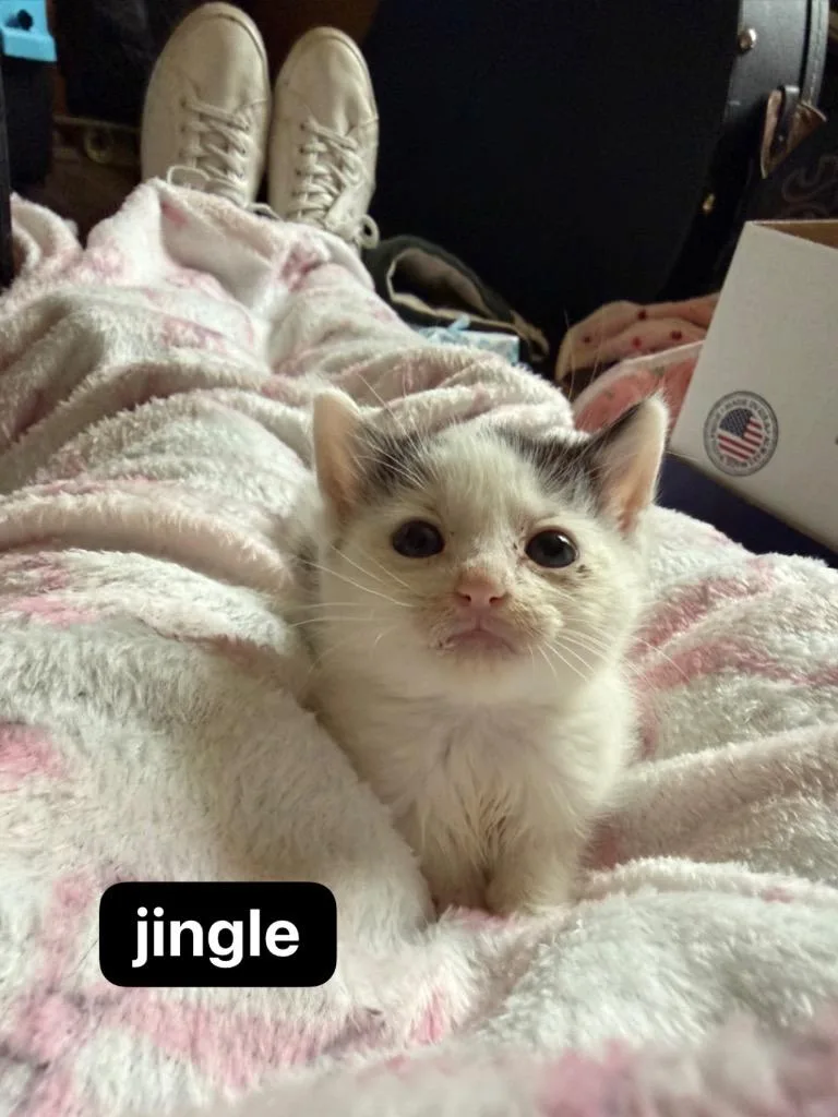 A baby medium-sized female Domestic Short Hair cat named Jingle for adoption in Johnson City, TN