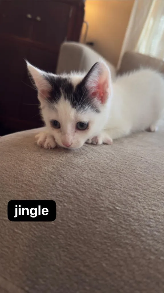 Jingle thumbnail 3