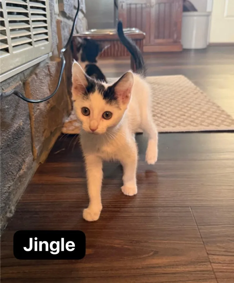 Jingle thumbnail 4