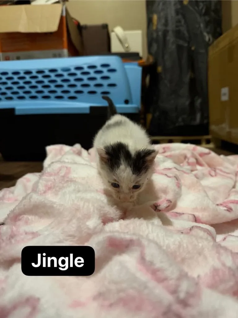 Jingle thumbnail 6