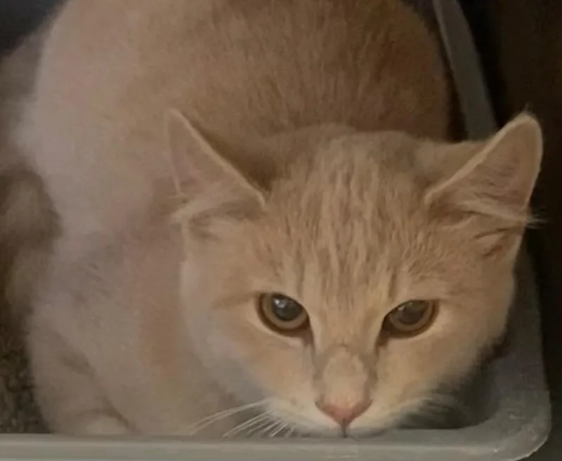 An adult small-sized female Domestic Short Hair cat named Addie for adoption in Elizabethton, TN
