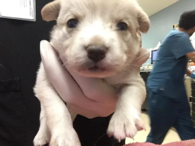 A baby large-sized female German Shepherd Dog dog named Angel for adoption in Riverside, CA