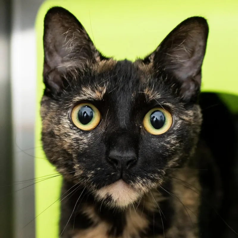 A young large-sized female Domestic Short Hair cat named Goblin for adoption in Middletown, RI