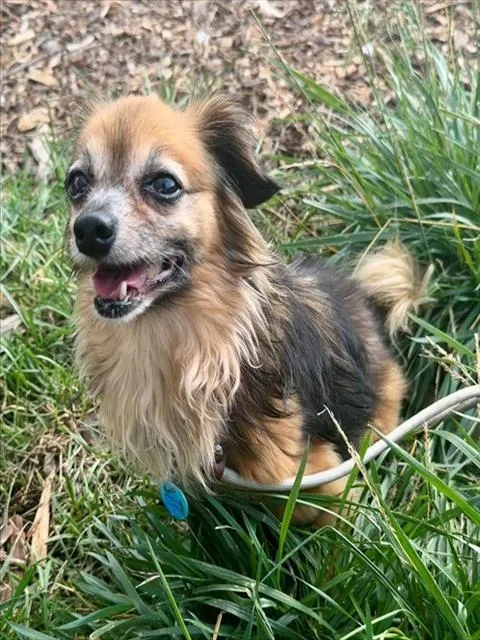 An adult small-sized male Chihuahua dog named Wheesley for adoption in Leesburg, VA