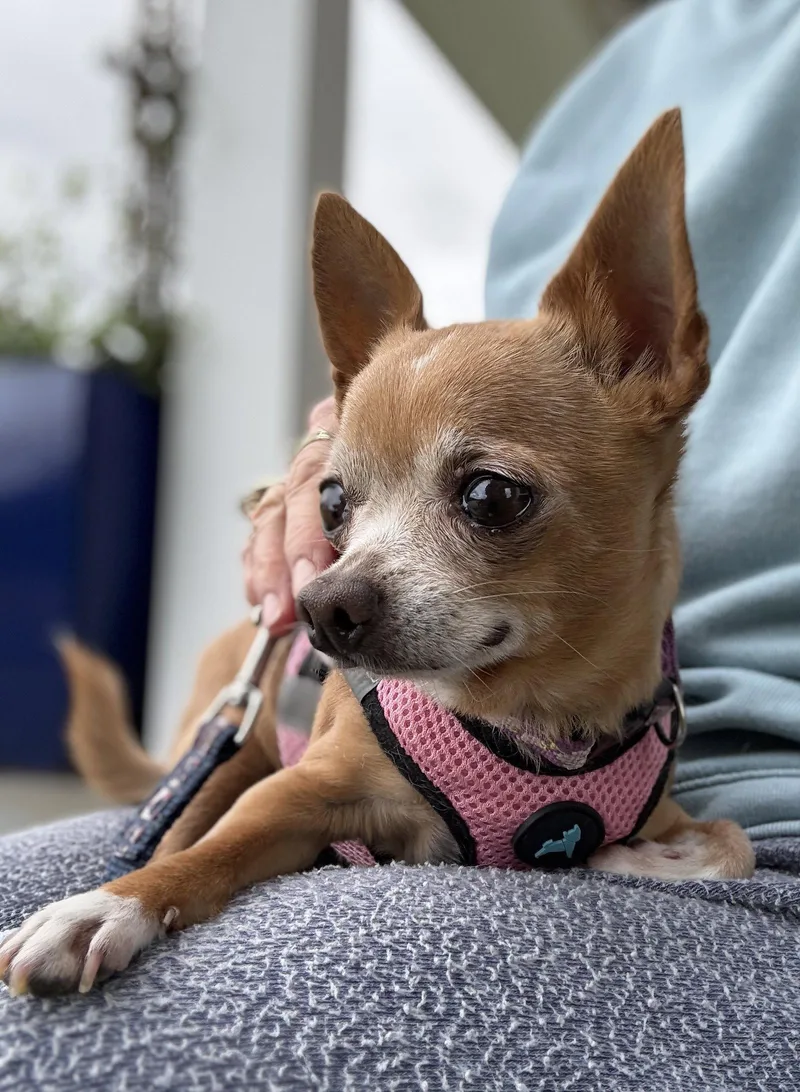 A senior small-sized female Chihuahua dog named Dolly Gatlin for adoption in Saunderstown, RI