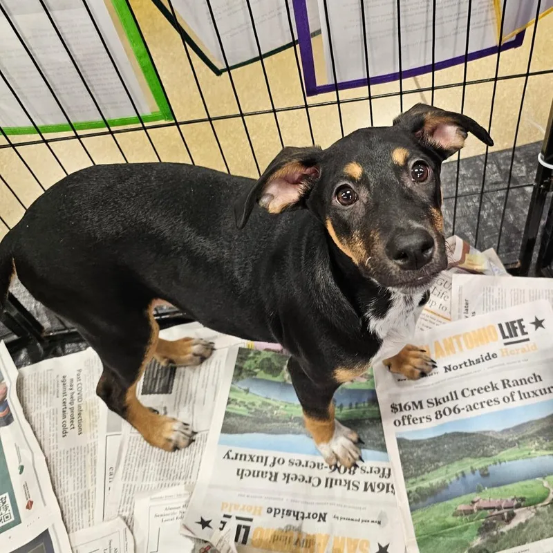 A baby medium-sized male Black Terrier dog named Cody Lb for adoption in Austin, TX