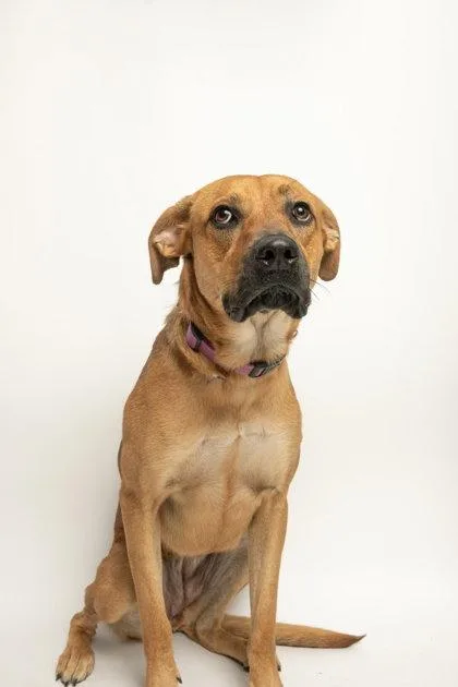 An adult large-sized female Black Mouth Cur dog named Luna for adoption in Richardson, TX