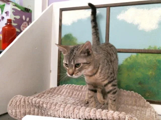 A baby medium-sized female Domestic Short Hair cat named Berry for adoption in Houston, TX