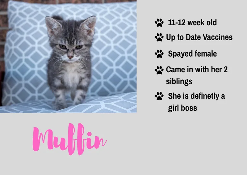 A baby medium-sized female Domestic Short Hair cat named Muffin for adoption in Junction City, KS