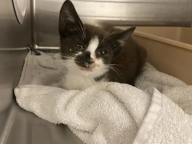 A baby medium-sized female Domestic Short Hair cat named Avery for adoption in Salinas, CA