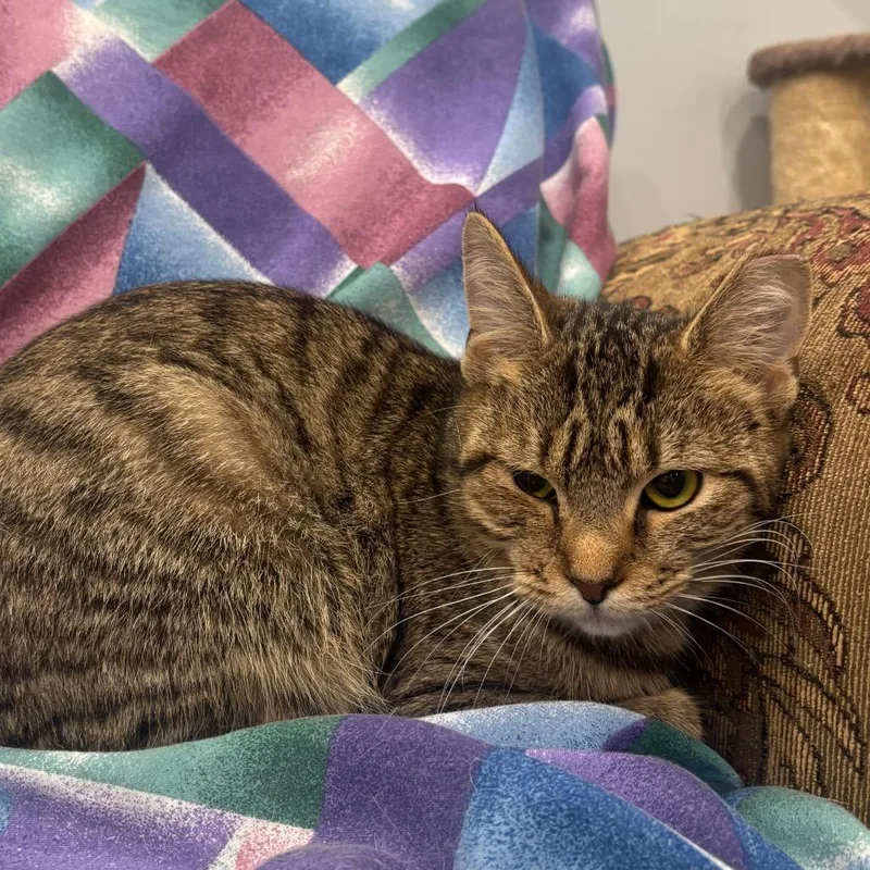 An adult small-sized female Brown / Chocolate Domestic Short Hair cat named CareBear for adoption in Fairmont, WV