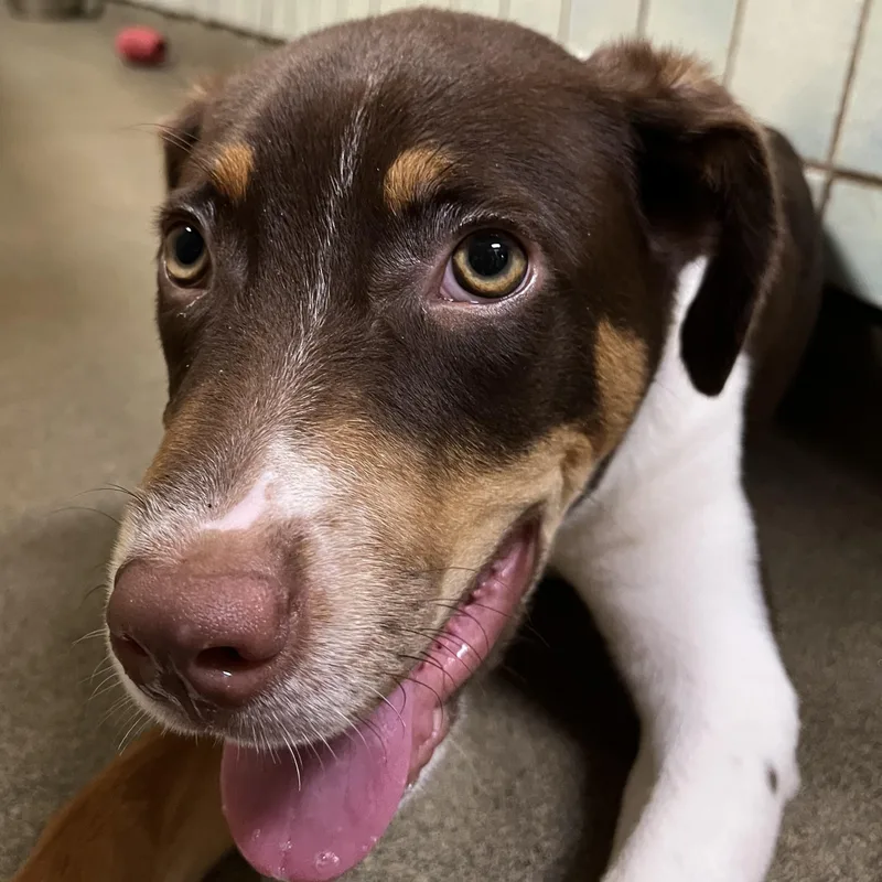A young medium-sized male Tricolor (Brown, Black, & White) Labrador Retriever dog named Joey for adoption in Boca Raton, FL