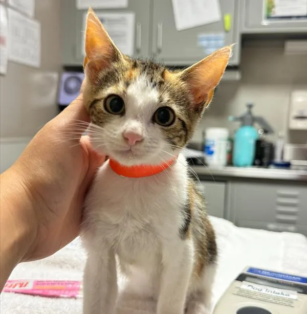 A baby medium-sized female Domestic Short Hair cat named Astrid for adoption in Oakland, CA