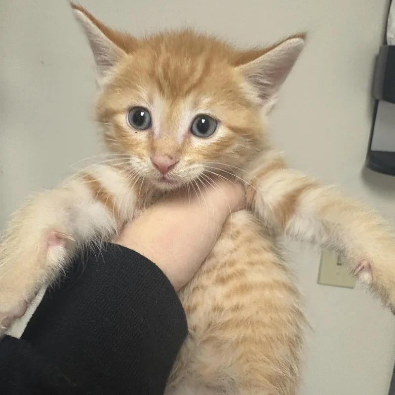 A young medium-sized female Orange / Red Domestic Short Hair cat named Reese's for adoption in Blue Springs, MO