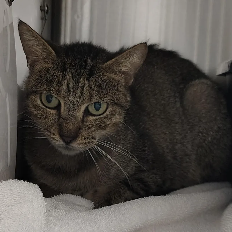 An adult medium-sized female Brown / Chocolate Domestic Short Hair cat named Rosalita for adoption in Lakeland, FL