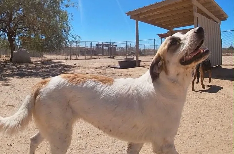A young large-sized female Anatolian Shepherd dog named Lucky for adoption in Queen Creek, AZ
