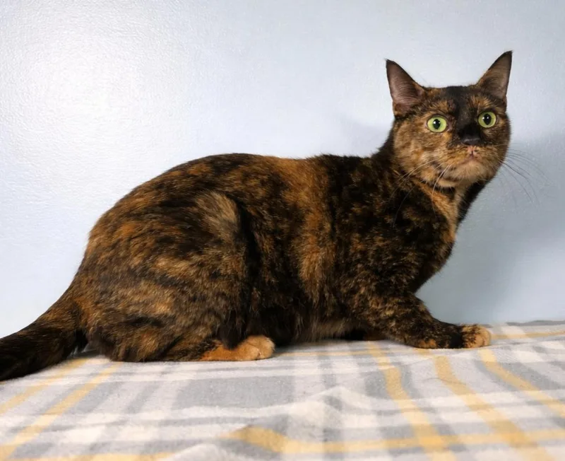 Cinnamon thumbnail 2