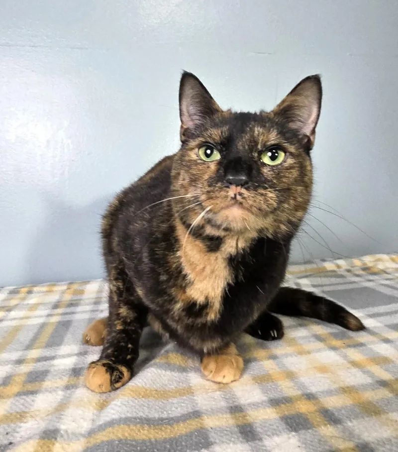 Cinnamon thumbnail 3