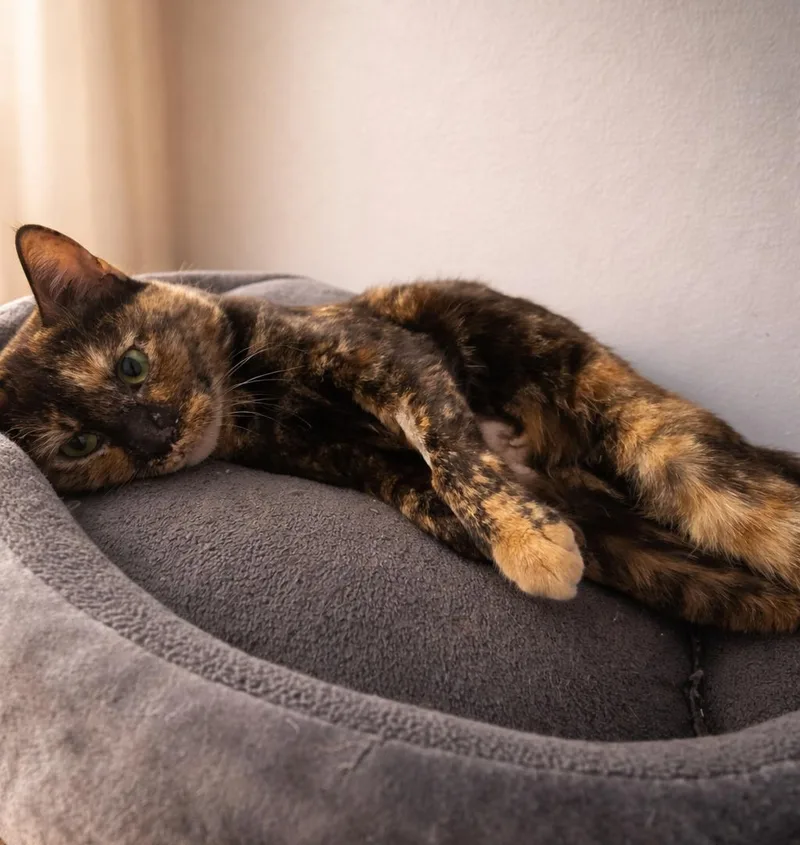 Cinnamon thumbnail 4