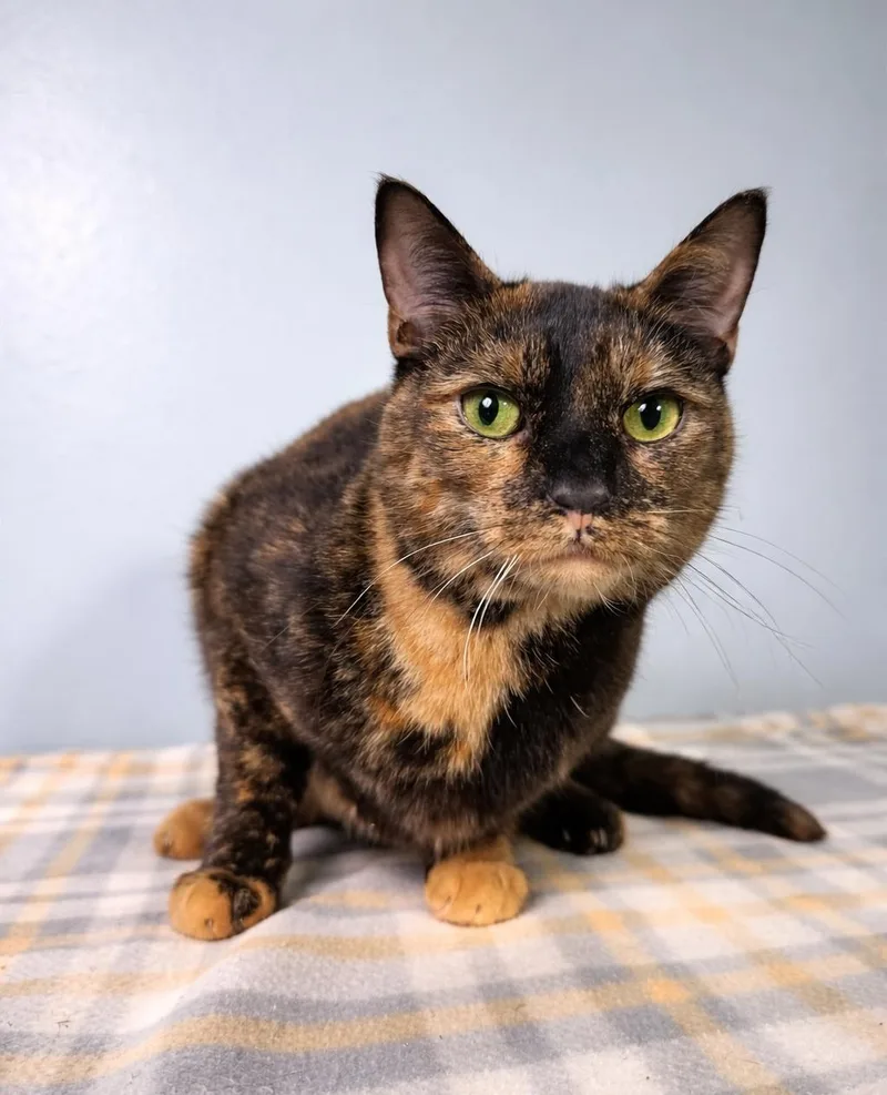 Cinnamon thumbnail 5