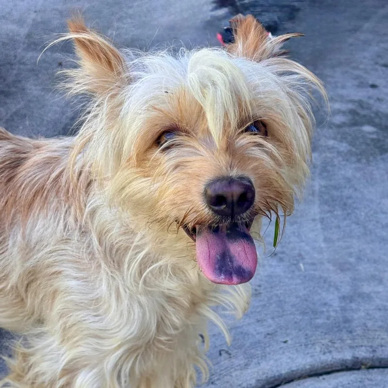 An adult small-sized female White / Cream Yorkshire Terrier dog named Creamsicle  Chino Hills for adoption in Chino Hills, CA