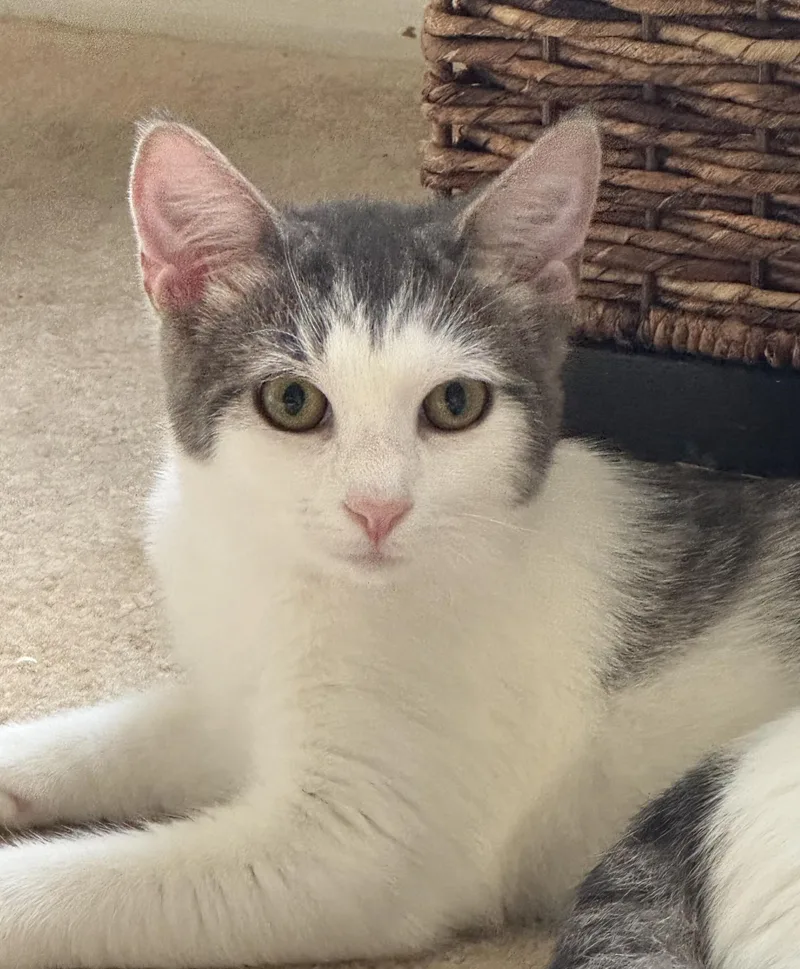 A young medium-sized female White Domestic Short Hair cat named Heath for adoption in Lenexa, KS