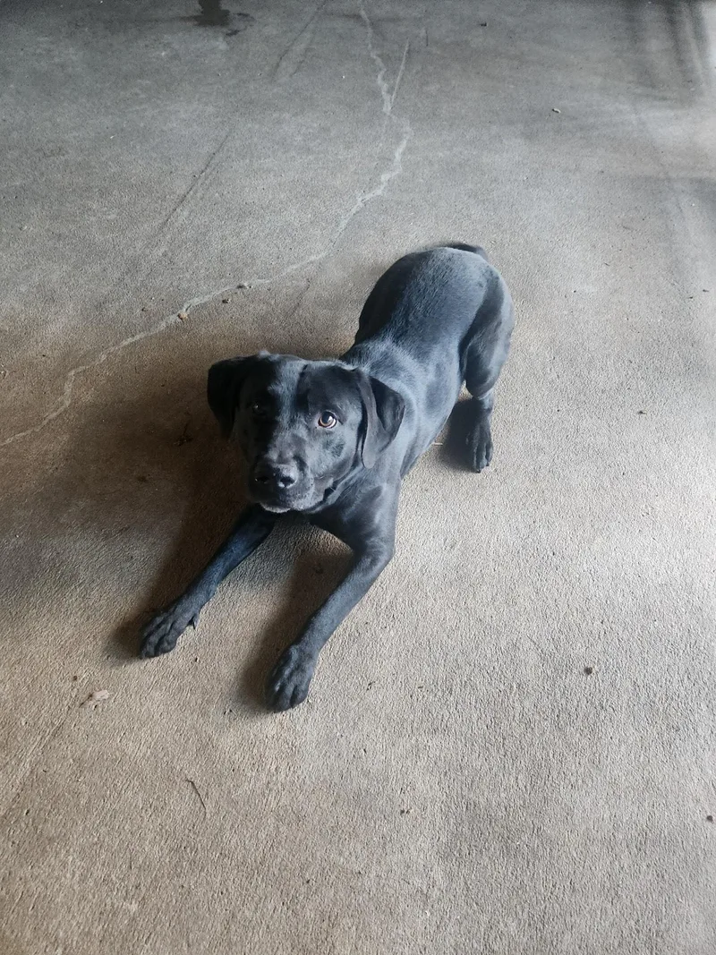 An adult medium-sized male Black Labrador Retriever dog named Utrid for adoption in Lexington, MO
