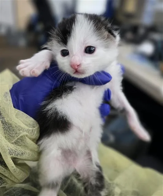 A baby medium-sized male Domestic Short Hair cat named Grape for adoption in Dallas, TX