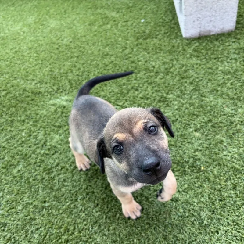A baby small-sized female White / Cream Mixed Breed dog named Repunzel for adoption in LOXAHATCHEE, FL