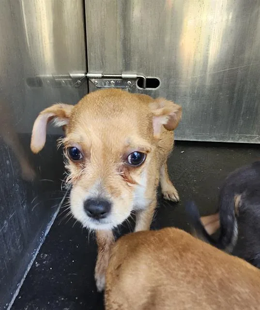 A baby small-sized female Terrier dog named Jalissa for adoption in San Antonio, TX