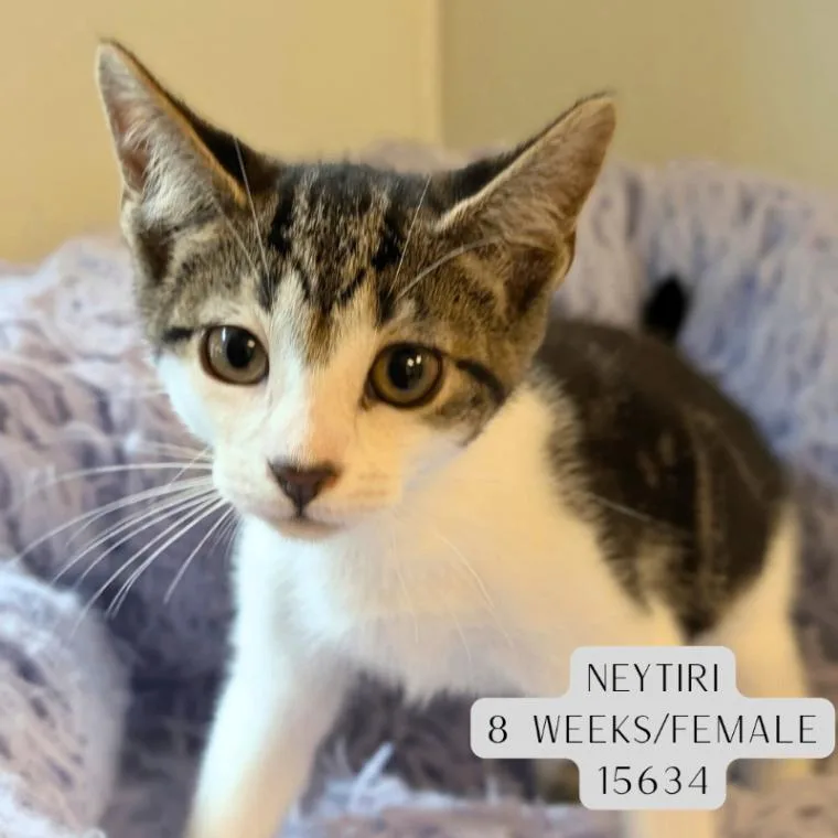 A young medium-sized female Tabby (Tiger Striped) Domestic Short Hair cat named Neytiri for adoption in Supply, NC