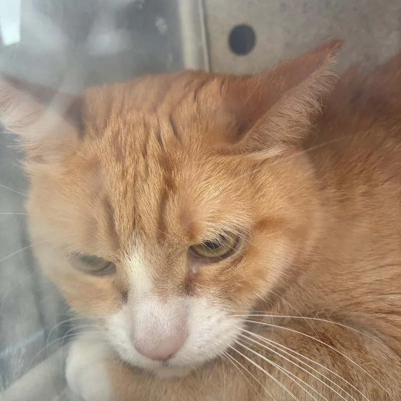 An adult medium-sized male Orange / Red Domestic Short Hair cat named Simon for adoption in Philadelphia, PA