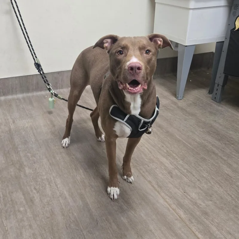 An adult large-sized male Brown / Chocolate Pit Bull Terrier dog named Coffee for adoption in Pasadena, CA