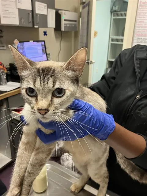 A baby small-sized female Domestic Short Hair cat named Mona for adoption in Long Beach, CA