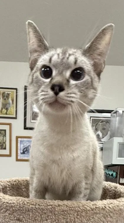 A young small-sized male Siamese cat named Luis for adoption in Wilkesboro, NC