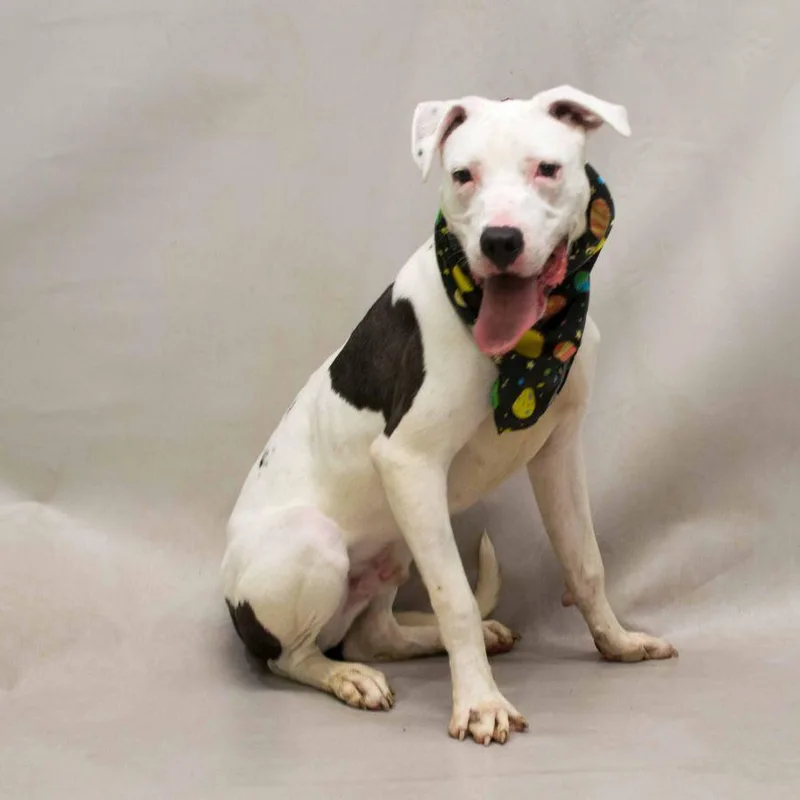 A young medium-sized male White / Cream Dalmatian dog named Rex for adoption in Sanford, FL