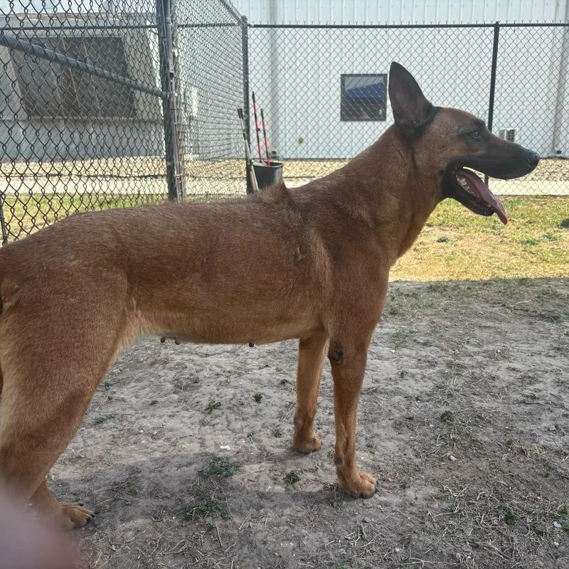 Rhobelle thumbnail 2