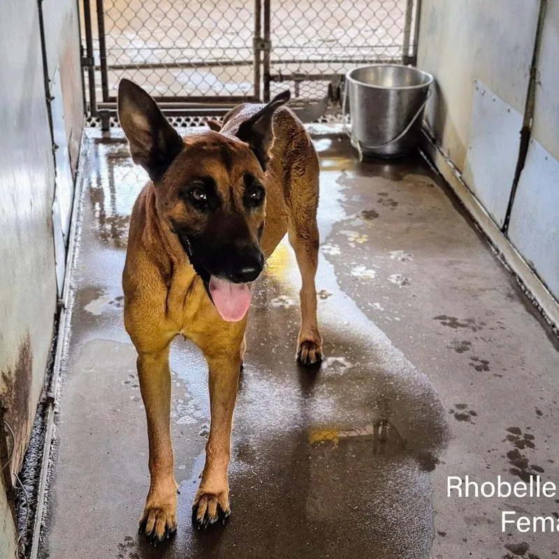 Rhobelle thumbnail 3