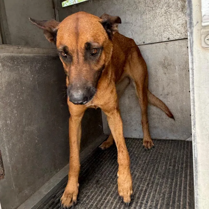 Rhobelle thumbnail 4