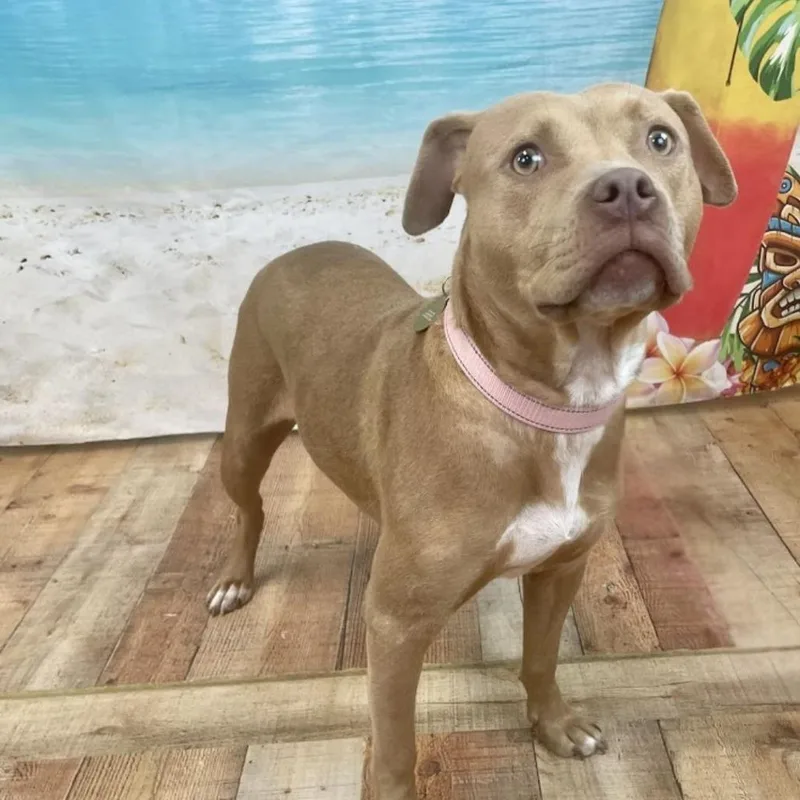 Catherine Zeta Bones thumbnail 4