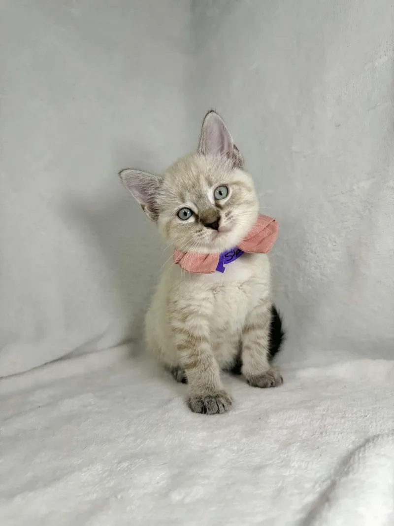 A baby medium-sized female Siamese cat named Stardust for adoption in Tavares, FL