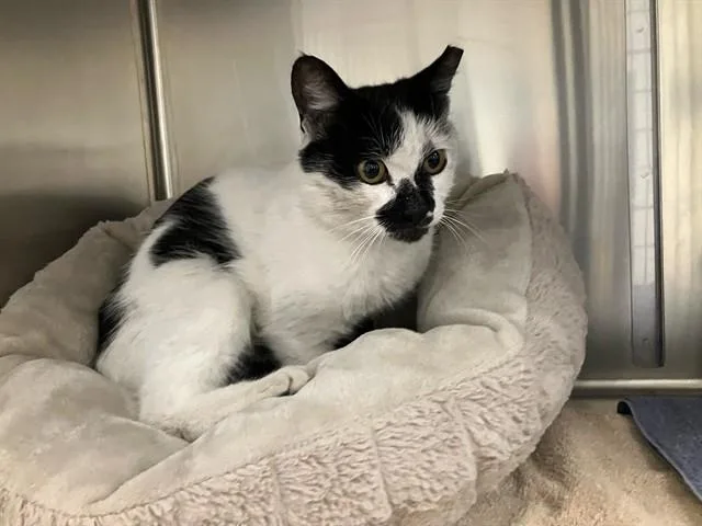 A young small-sized female Domestic Short Hair cat named Maureen for adoption in Santa Maria, CA