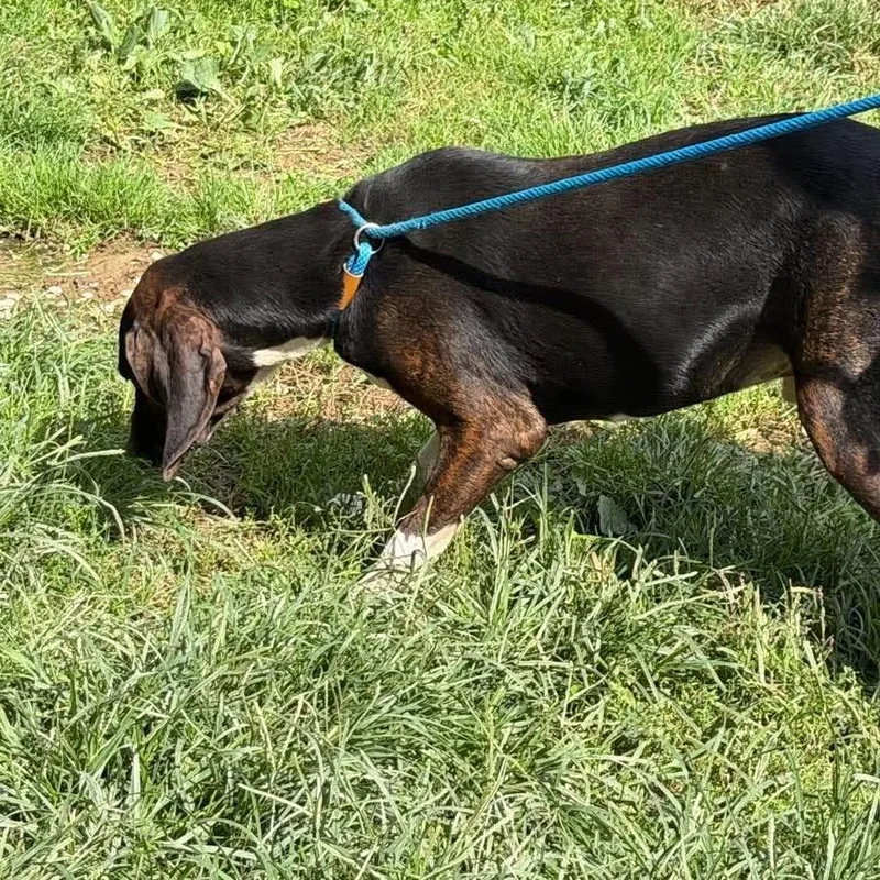 An adult large-sized male Black Mixed Breed dog named Cranberry for adoption in Frederick, MD