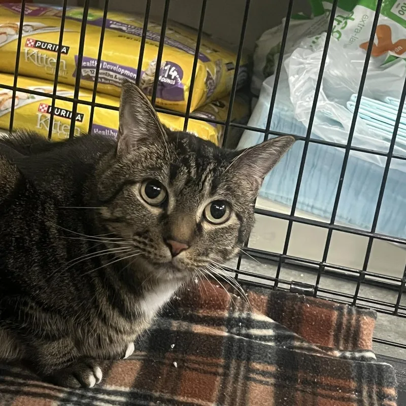 An adult large-sized male Black Domestic Short Hair cat named Rune for adoption in Idaho Falls, ID