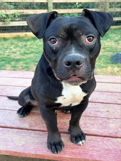 A young large-sized male Boxer dog named Purdy for adoption in Derwood, MD