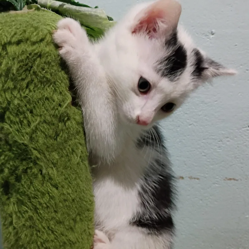 A young medium-sized male White Domestic Short Hair cat named Commander Shark for adoption in Germansville, PA