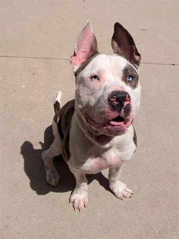 A young medium-sized male Pit Bull Terrier dog named Elvis for adoption in Dayton, OH